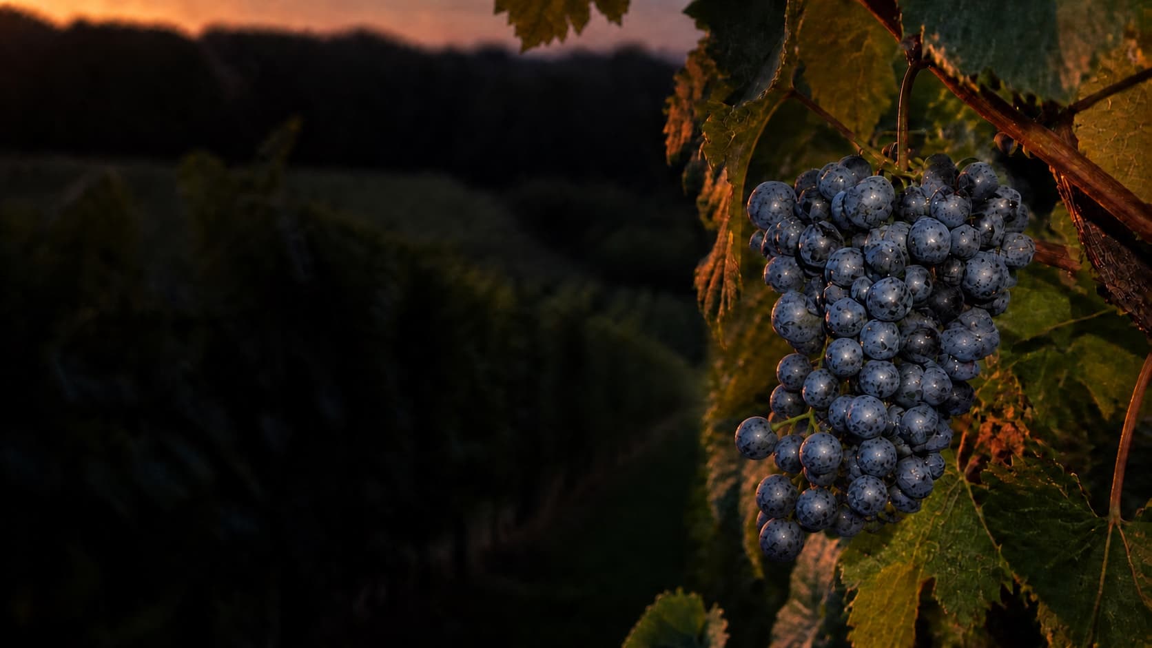 Ripe, dark-blue Zweigelt bunch in evening vineyard light